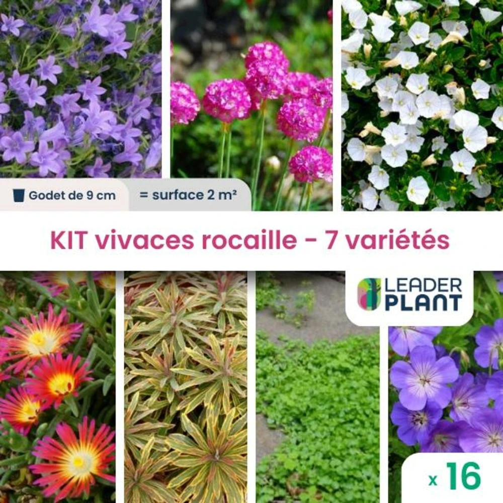 Kit Vivaces Rocaille - 7 Variétés - Lot De 16 Plants En Godet 1 Kit Vivaces Rocaille - 7 Variétés - Lot De 16 Plants En Godet