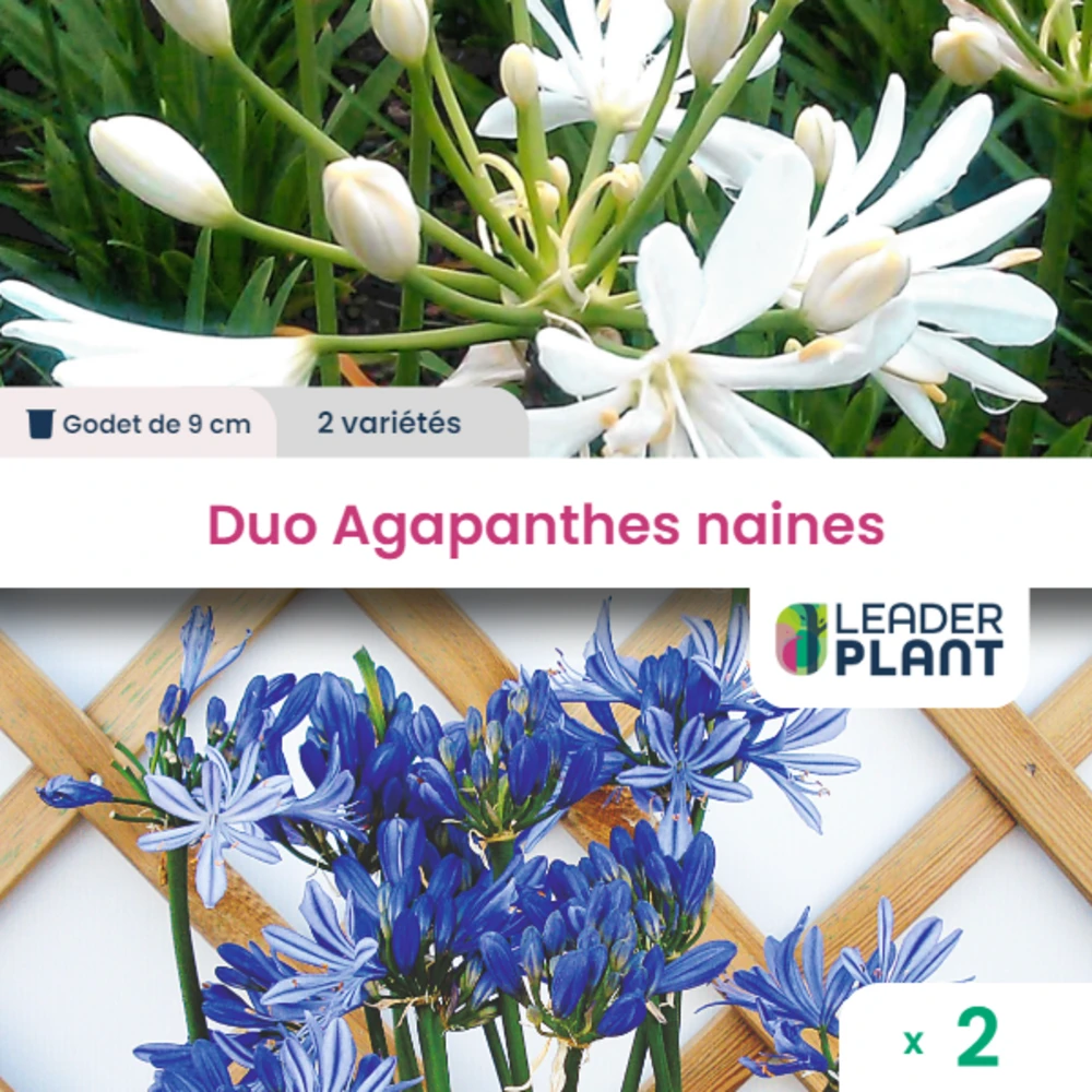 Duo Agapanthes Naines 2 Variétés - Lot De 2 Plants En Godet 1 Duo Agapanthes Naines 2 Variétés - Lot De 2 Plants En Godet