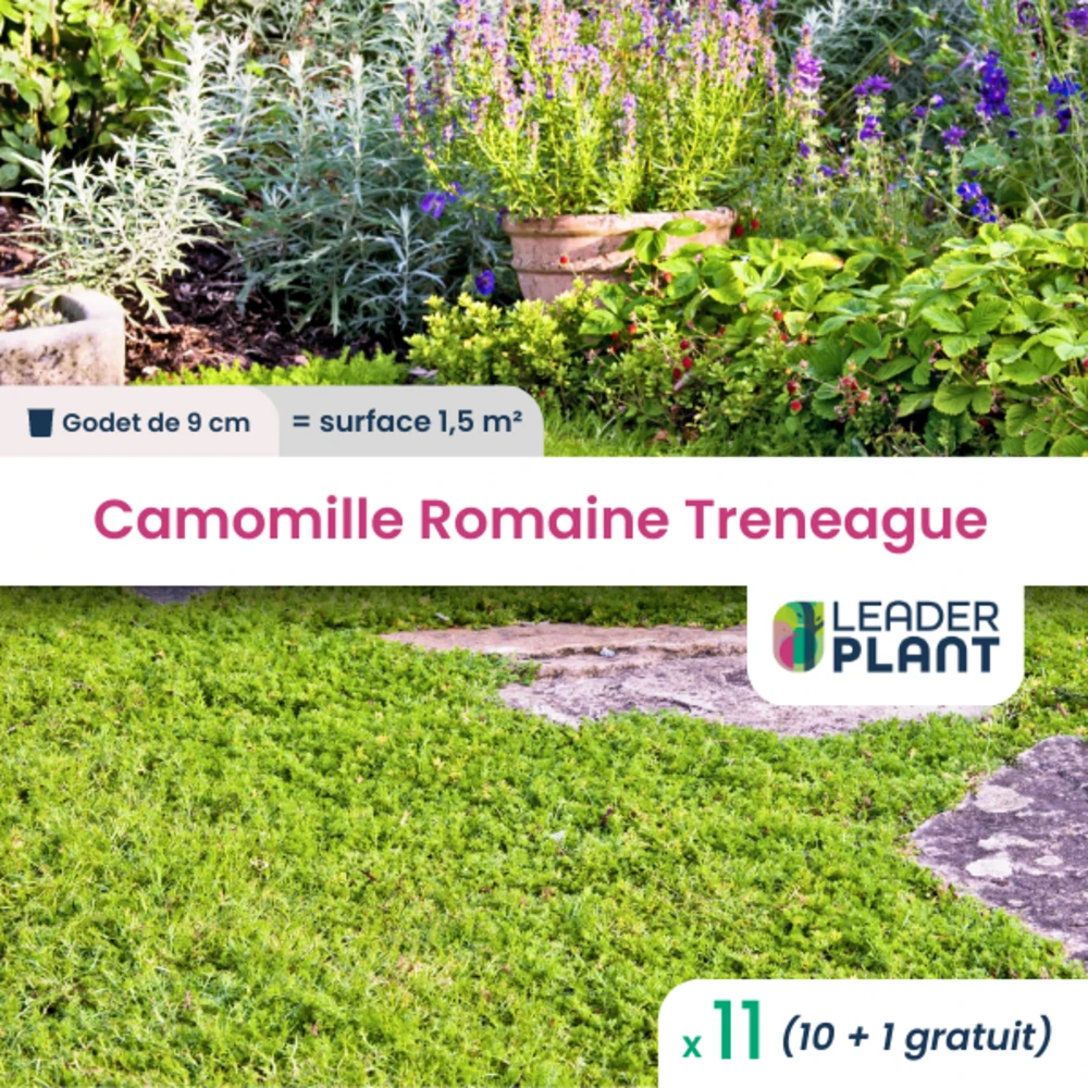 11 X Camomille Romaine Treneague En Godet 1 11 X Camomille Romaine Treneague En Godet