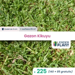 225 X Gazon Kikuyu En Godet