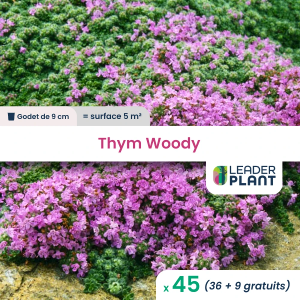 45 X Thym Laineux Rampant Woody En Godet 1 45 X Thym Laineux Rampant Woody En Godet