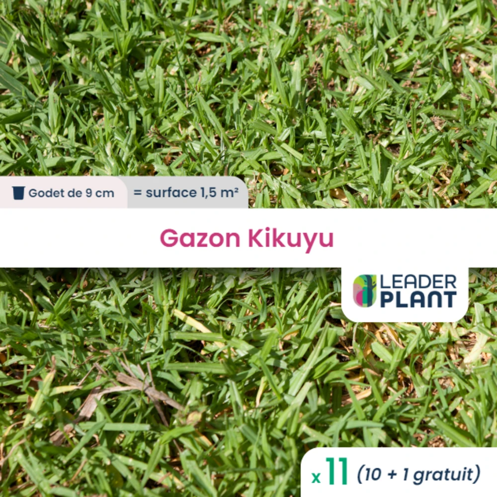 11 X Gazon Kikuyu En Godet 1 11 X Gazon Kikuyu En Godet