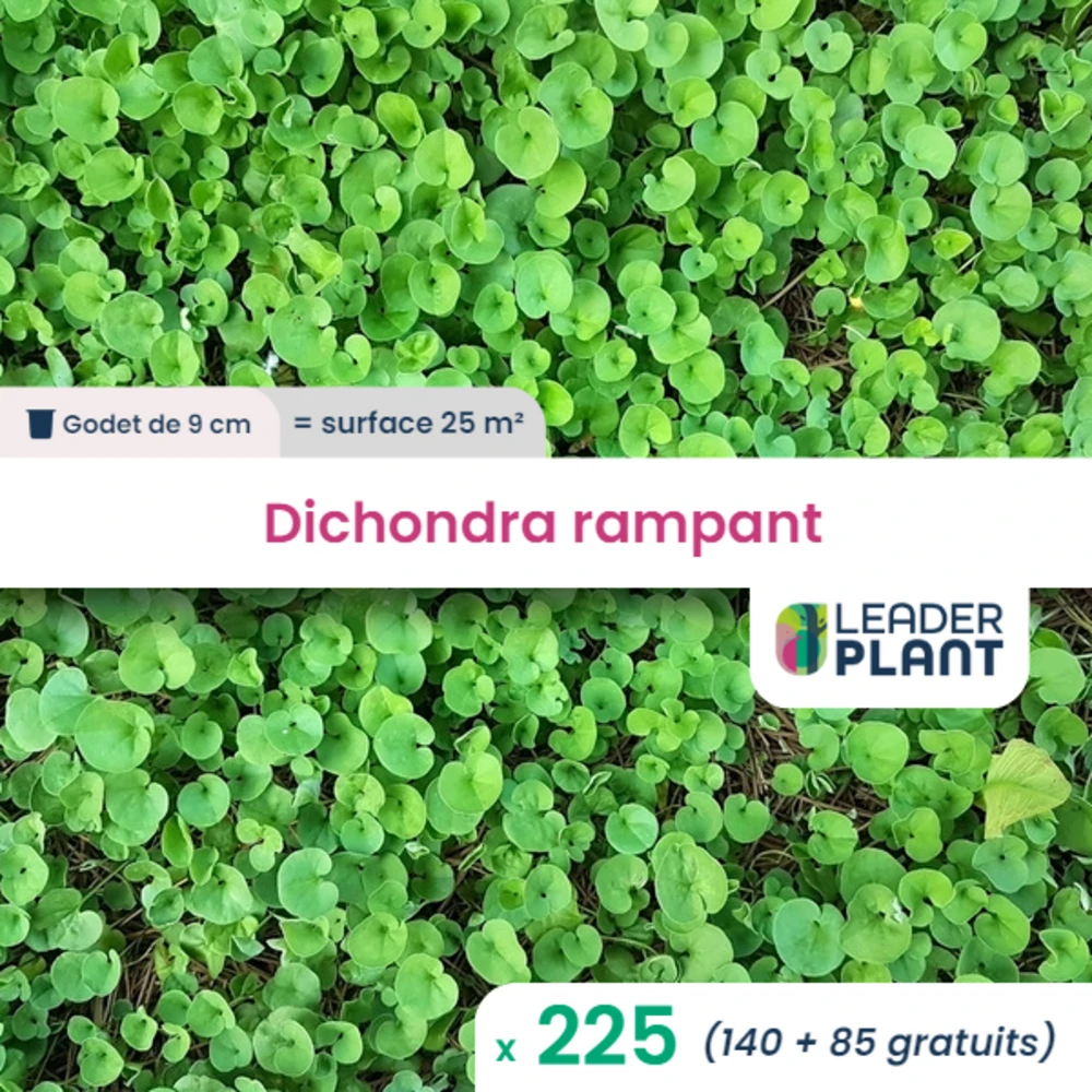 225 X Dichondra Rampant En Godet 1 225 X Dichondra Rampant En Godet