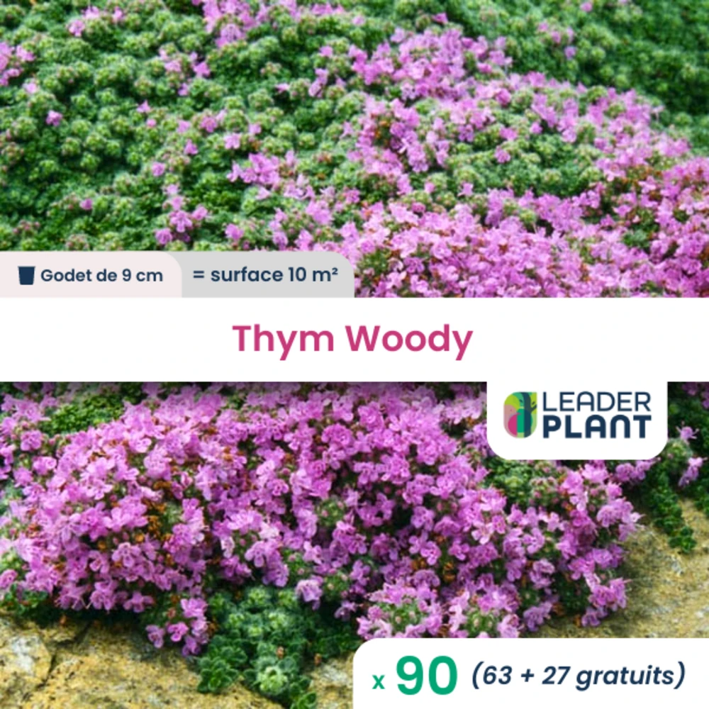 90 X Thym Laineux Rampant Woody En Godet 1 90 X Thym Laineux Rampant Woody En Godet