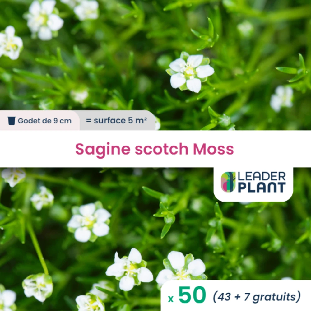 50 X Sagine Strong Moss En Godet 1 50 X Sagine Strong Moss En Godet