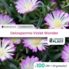 100 X Delosperma Violet Wonder ® En Godet