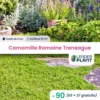 90 X Camomille Romaine Treneague En Godet