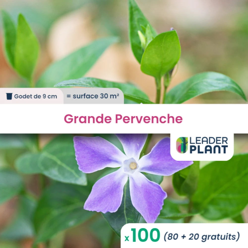 100 X Grande Pervenche En Godet 1 100 X Grande Pervenche En Godet