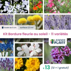 Kit Bordure Fleurie Au Soleil - 11 Variétés - Lot De 12 Plants En Godet
