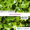 50 X Lierre D'irlande En Godet