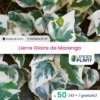 50 X Lierre Gloire De Marengo En Godet