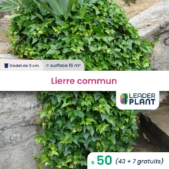 50 X Lierre Commun En Godet