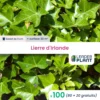100 X Lierre D'irlande En Godet