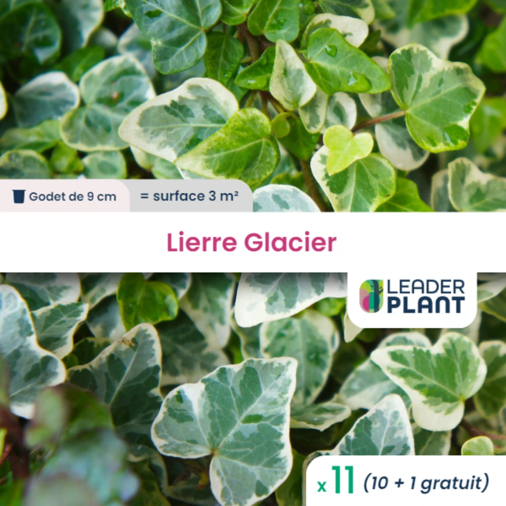 11 X Lierre Glacier En Godet 1 11 X Lierre Glacier En Godet