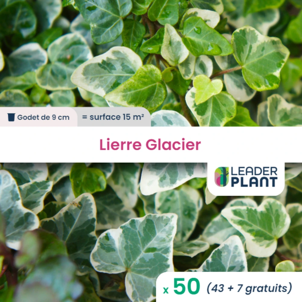 50 X Lierre Glacier En Godet 1 50 X Lierre Glacier En Godet