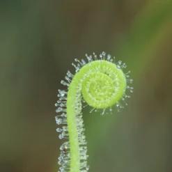 Drosera Filiformis Var. Tracyi Caractéristique - Pot 9 Cm