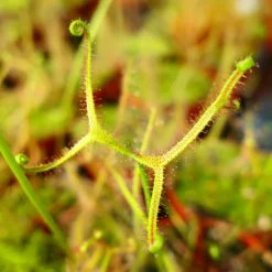 Drosera Binata Var. Dichotoma Caractéristique - Pot 9 Cm