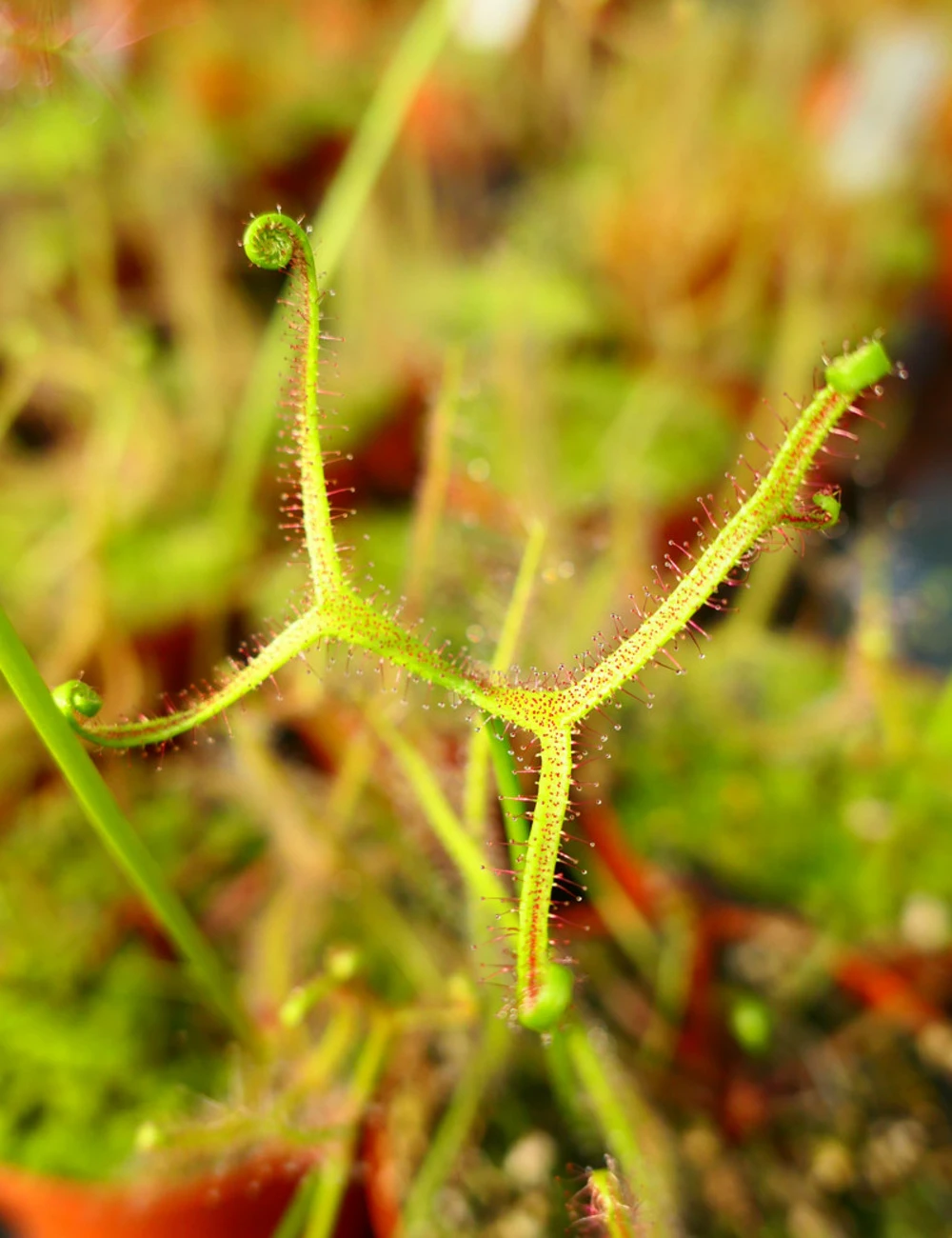 Drosera Binata Var. Dichotoma Caractéristique - Pot 9 Cm 1 Drosera Binata Var. Dichotoma Caractéristique - Pot 9 Cm