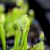 Dionaea Muscipula 'cupped Trap' Caractéristique - Pot 7 Cm