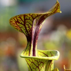 Sarracenia Flava Var. Ornata Caractéristique - Pot 12 Cm