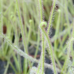 Drosera Filiformis 'florida Giant' Caractéristique - Pot 9 Cm