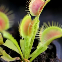 Dionaea Funnel Trap - Dionée Trichtefalle Caractéristique - Pot 7 Cm