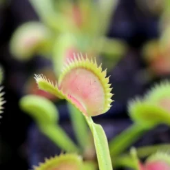 Dionaea Muscipula Tiger Fangs Caractéristique - Pot 7 Cm