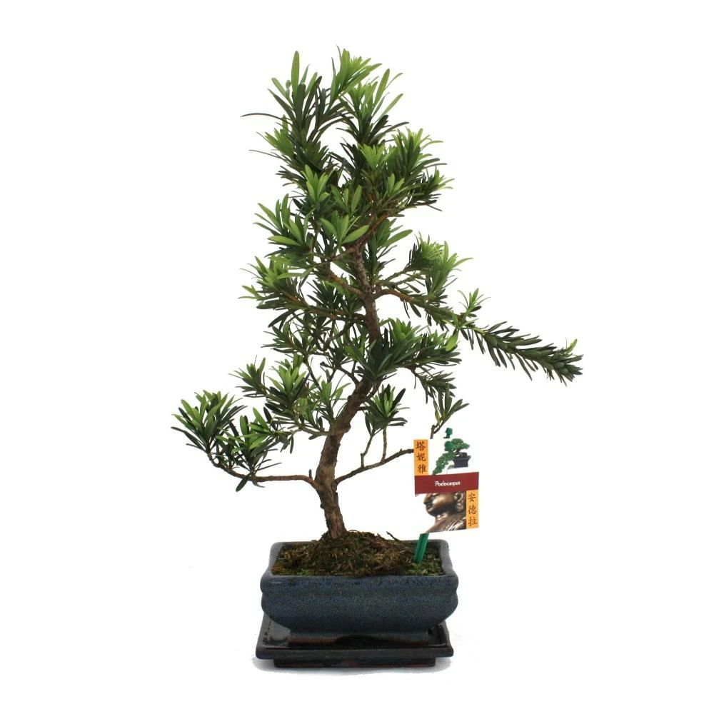 Tranche De Pierre De Bonsaï - Podocarpus Macrophyllus - Environ 6 Ans 1 Tranche De Pierre De Bonsaï - Podocarpus Macrophyllus - Environ 6 Ans