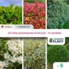 Kit Haie Persistante Et Fleurie - 6 Variétés – Lot De 6 Plants En Pot De 1 L