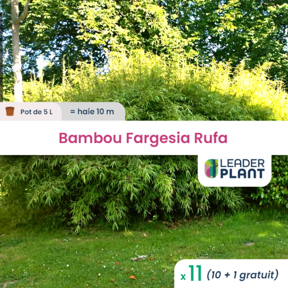 11 X Bambou Fargesia Rufa En Pot De 5 L 1 11 X Bambou Fargesia Rufa En Pot De 5 L