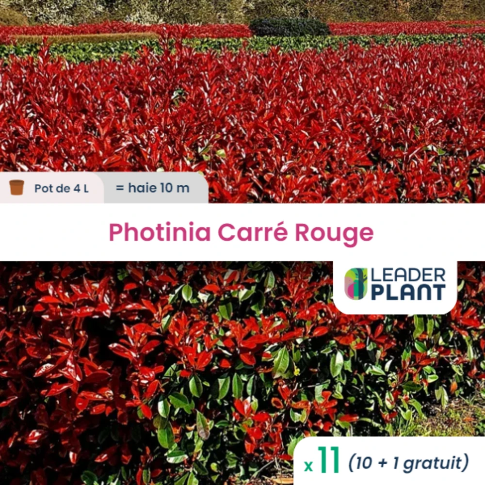 11 X Photinia Carré Rouge En Pot De 4 L 1 11 X Photinia Carré Rouge En Pot De 4 L