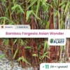11 X Bambou Fargesia Asian Wonder En Pot De 5 L