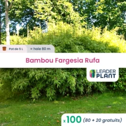 100 X Bambou Fargesia Rufa En Pot De 5 L