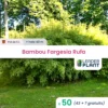 50 X Bambou Fargesia Rufa En Pot De 5 L