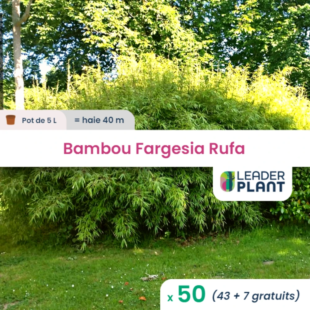 50 X Bambou Fargesia Rufa En Pot De 5 L 1 50 X Bambou Fargesia Rufa En Pot De 5 L