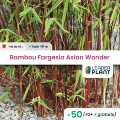 50 X Bambou Fargesia Asian Wonder En Pot De 10 L