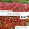 50 X Photinia Red Robin En Pot De 1 L