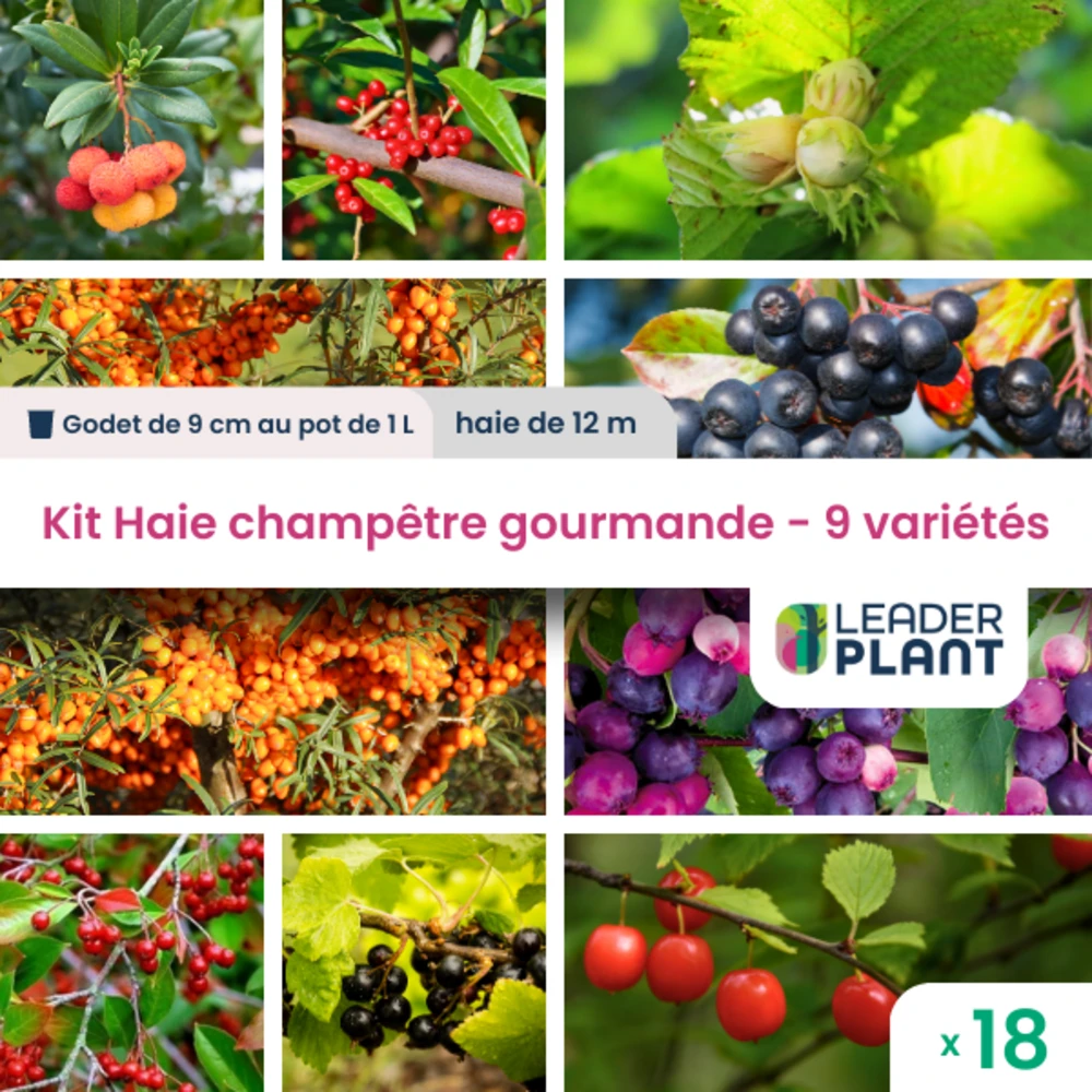 Kit Haie Champêtre Gourmande - 9 Variétés – Lot De 18 Plants En Godet Et Pot De 1l 1 Kit Haie Champêtre Gourmande - 9 Variétés – Lot De 18 Plants En Godet Et Pot De 1l