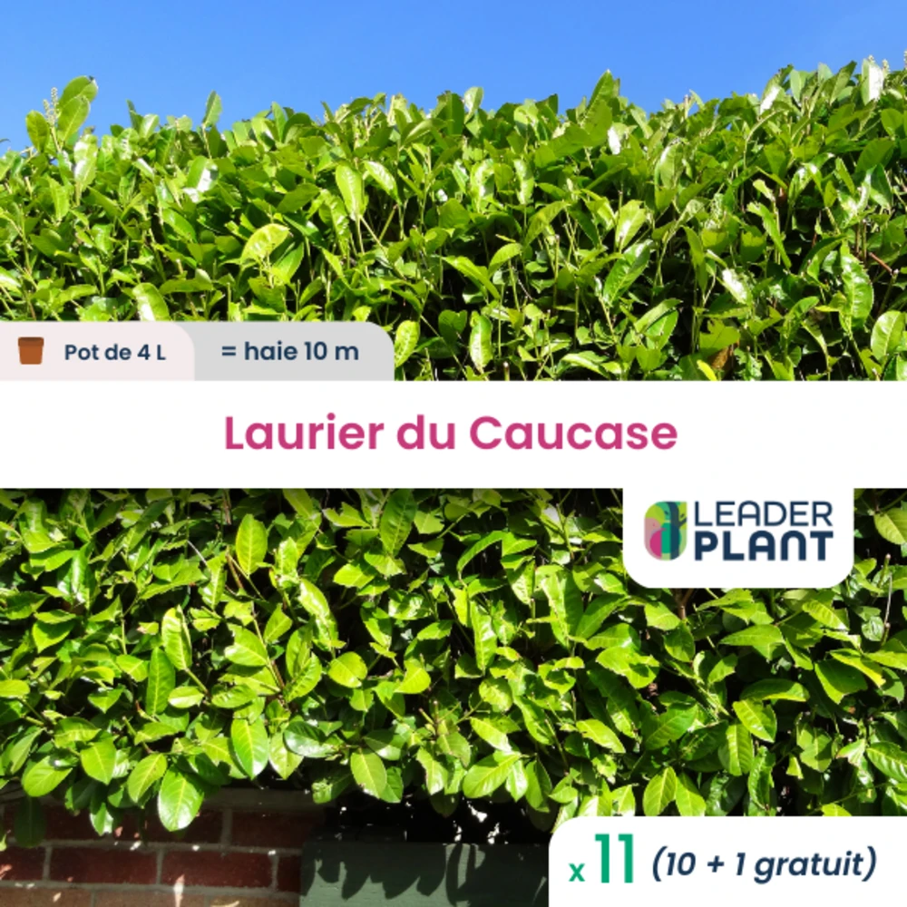 11 X Laurier Du Caucase En Pot De 4 L 1 11 X Laurier Du Caucase En Pot De 4 L