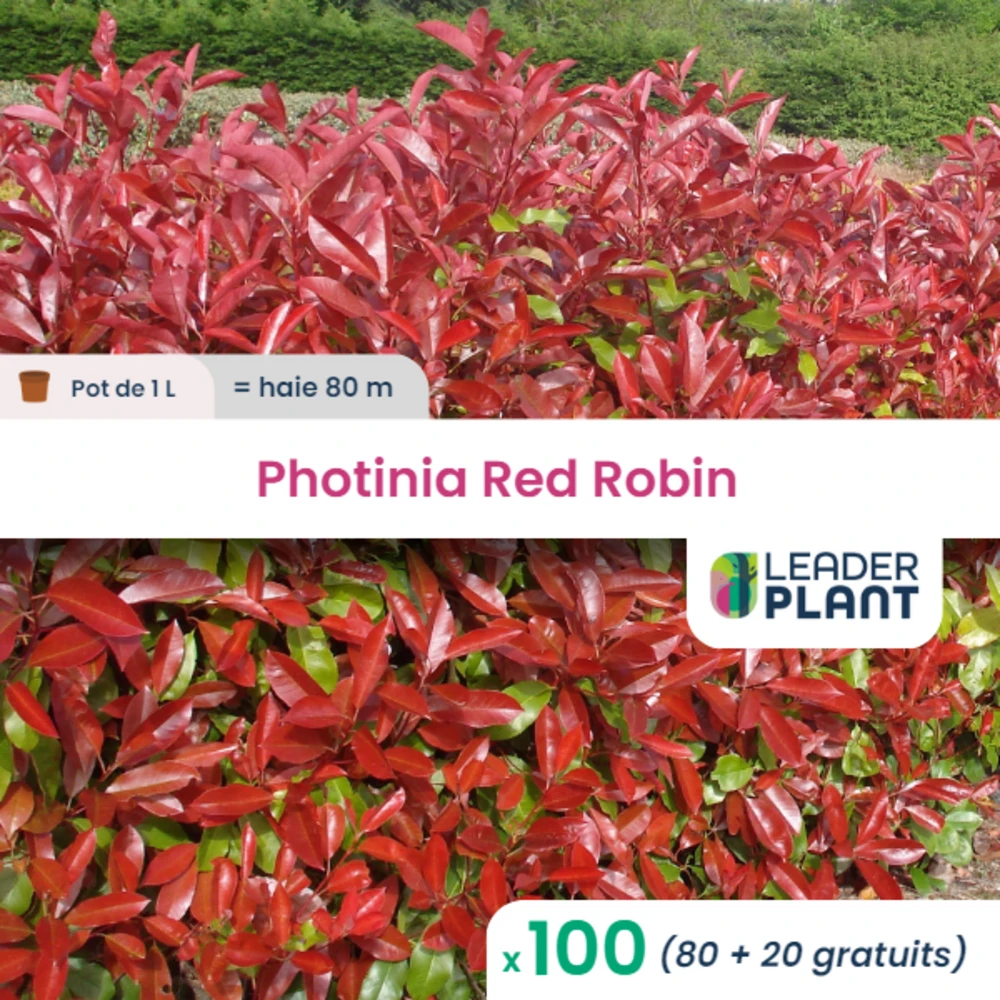 100 X Photinia Red Robin En Pot De 1 L 1 100 X Photinia Red Robin En Pot De 1 L
