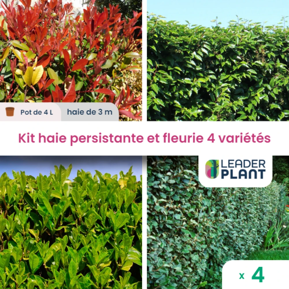 Kit Haie Persistante Et Fleurie - 4 Variétés - Lot De 4 Plants En Pot De 4 L 1 Kit Haie Persistante Et Fleurie - 4 Variétés - Lot De 4 Plants En Pot De 4 L
