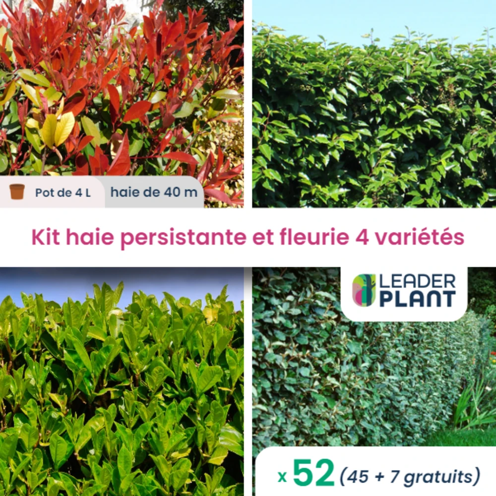 Kit Haie Persistante Et Fleurie - 4 Variétés - Lot De 52 Plants En Pot De 4 L 1 Kit Haie Persistante Et Fleurie - 4 Variétés - Lot De 52 Plants En Pot De 4 L