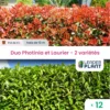 Duo Photinias Rouge Et Lauriers Verts – 2 Variétés – Lot De 12 Plants En Pot De 8 L