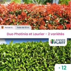 Duo Photinias Rouge Et Lauriers Verts – 2 Variétés – Lot De 12 Plants En Pot De 8 L