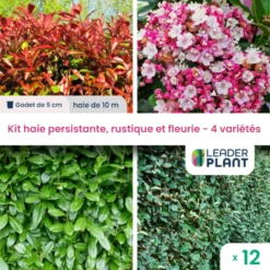 Kit Haie Persistante, Rustique Et Fleurie - 4 Variétés - Lot De 12 Plants En Godet
