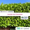 11 X Laurier Palme, Caucase En Pot De 1 L