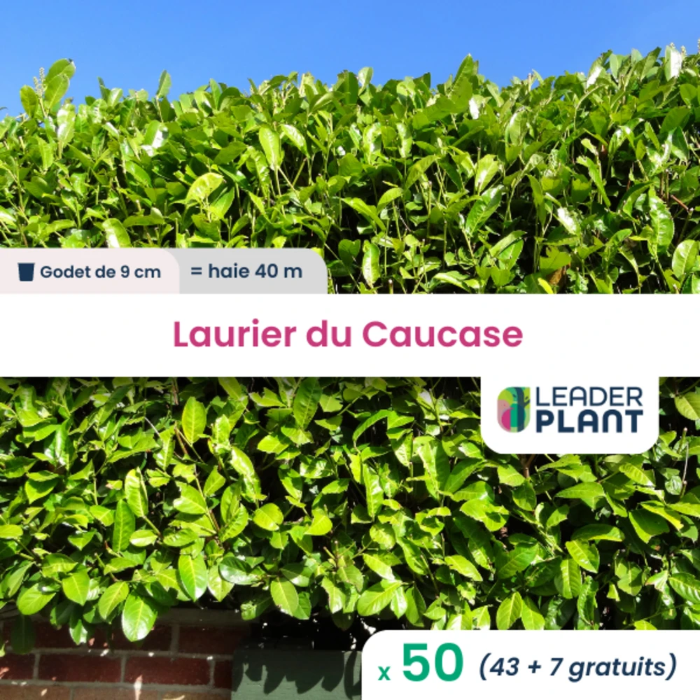 11 X Laurier Palme, Caucase En Pot De 1 L 1 11 X Laurier Palme, Caucase En Pot De 1 L