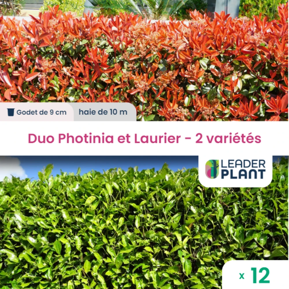Duo Photinias Rouge Et Lauriers Verts – 2 Variétés – Lot De 12 Plants En Godet 1 Duo Photinias Rouge Et Lauriers Verts – 2 Variétés – Lot De 12 Plants En Godet