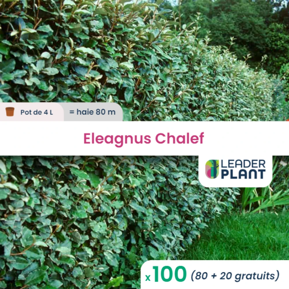 100 X Eleagnus Ebbingei En Pot De 4 L 1 100 X Eleagnus Ebbingei En Pot De 4 L