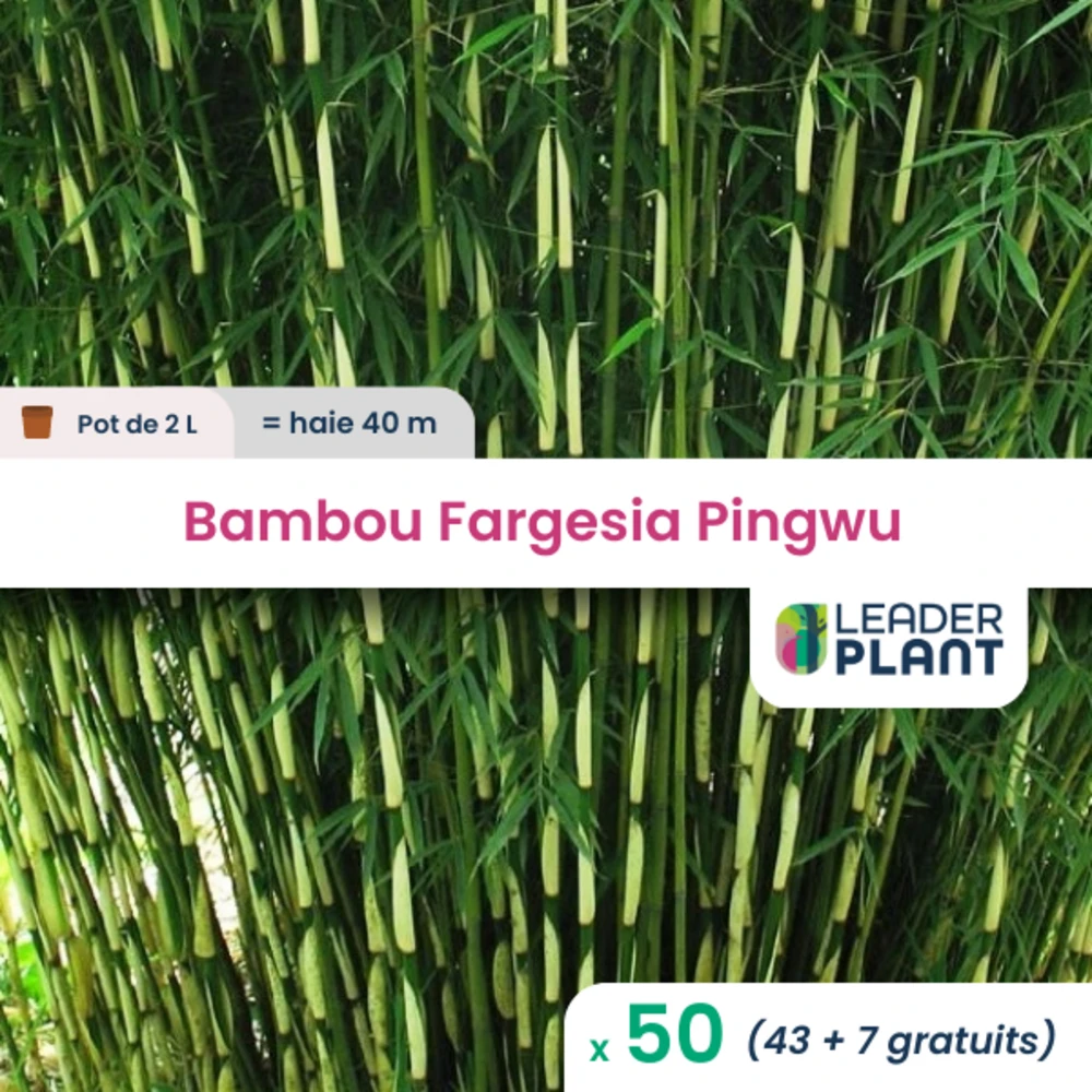 50 X Bambou Fargesia Pingwu En Pot De 2 L 1 50 X Bambou Fargesia Pingwu En Pot De 2 L